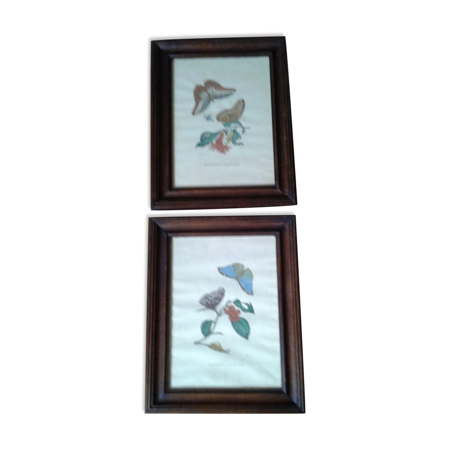 Lot of 2 butterfly lithographs