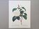 Vintage print Camellia flower white leaves 1960s