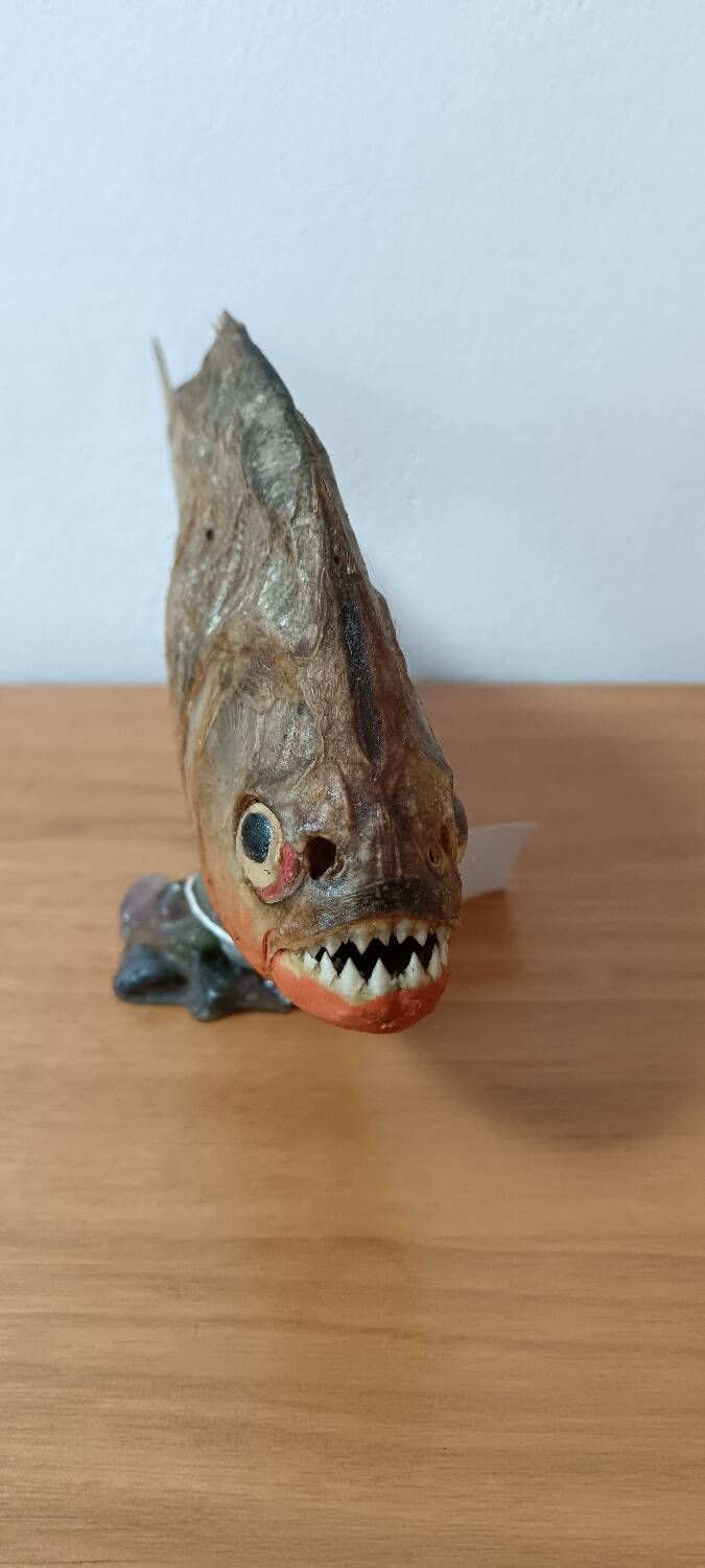 Piranha Venezuela Cabinet of Curiosities