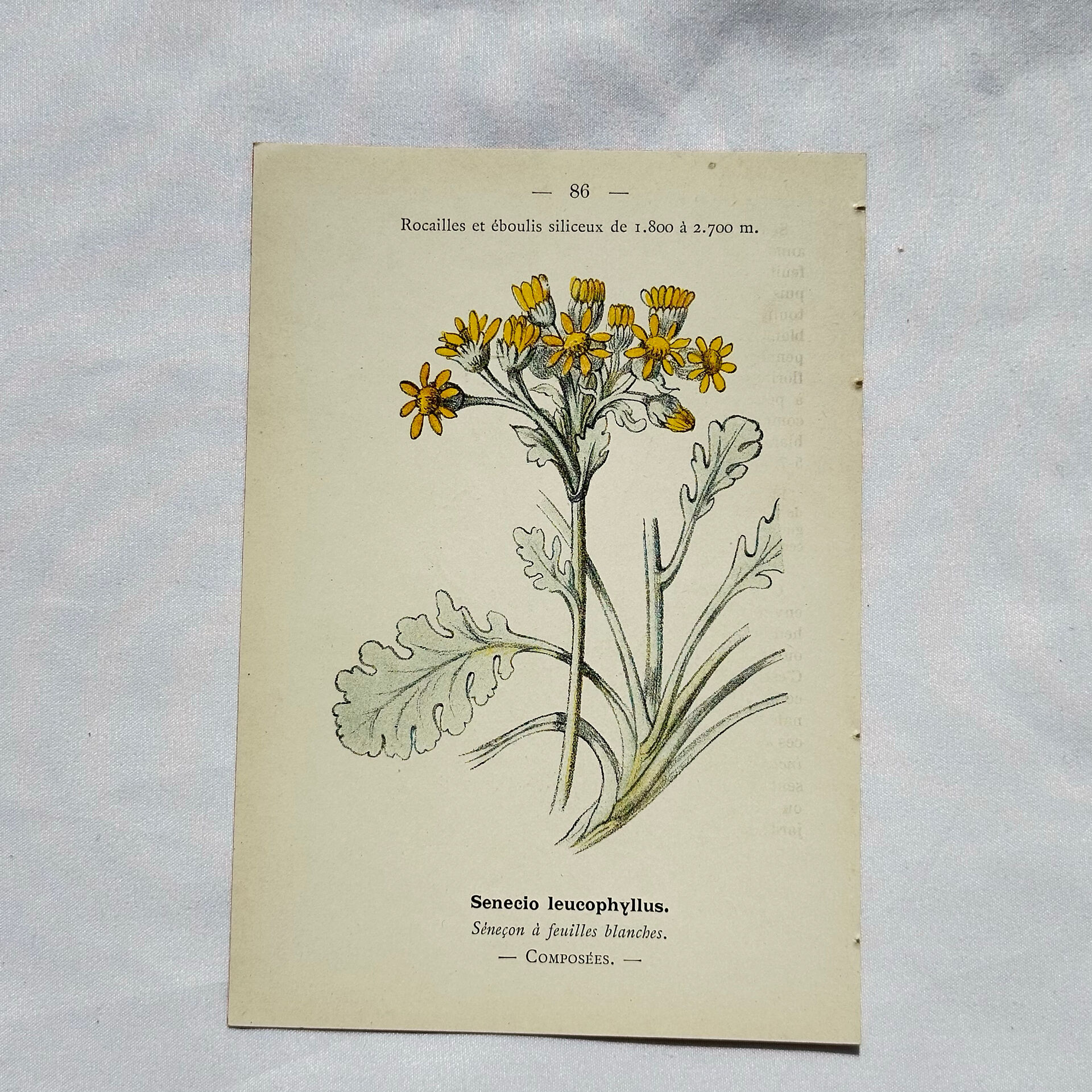 Old botanical engraving – 19th century – Hand-coloured plate