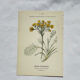 Old botanical engraving – 19th century – Hand-coloured plate