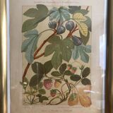 Botanical plate