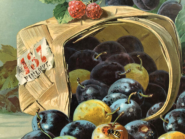 Still life with fruit, framed chromolithograph, under glass
