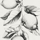 Painting " The Lemon Tree "