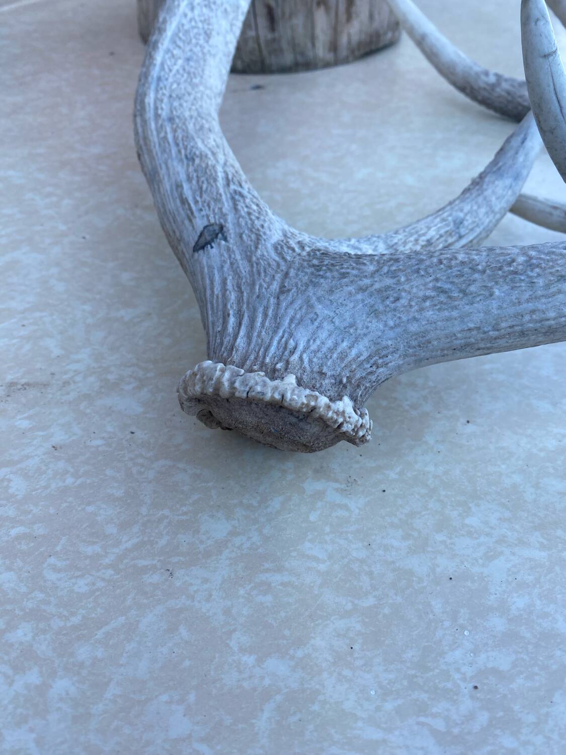 Bois de cerf