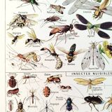 Poster about insects, based on a 1922 lithograph