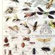 Poster about insects, based on a 1922 lithograph