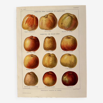 Lithographie sur les pommes - 1920