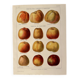 Lithograph on apples - 1920