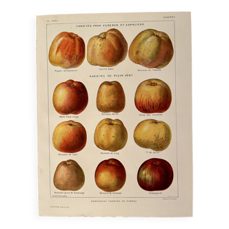 Lithographie sur les pommes - 1920