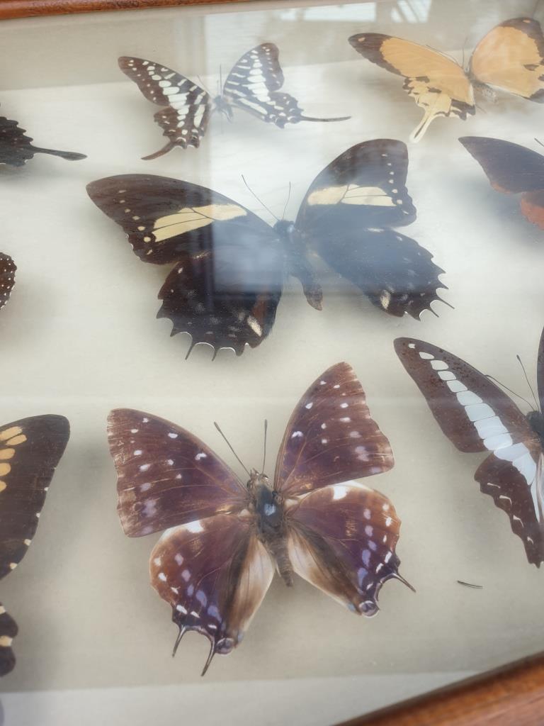 Showcase frame 10 world butterflies naturalized vintage 1970's