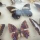 Showcase frame 10 world butterflies naturalized vintage 1970's