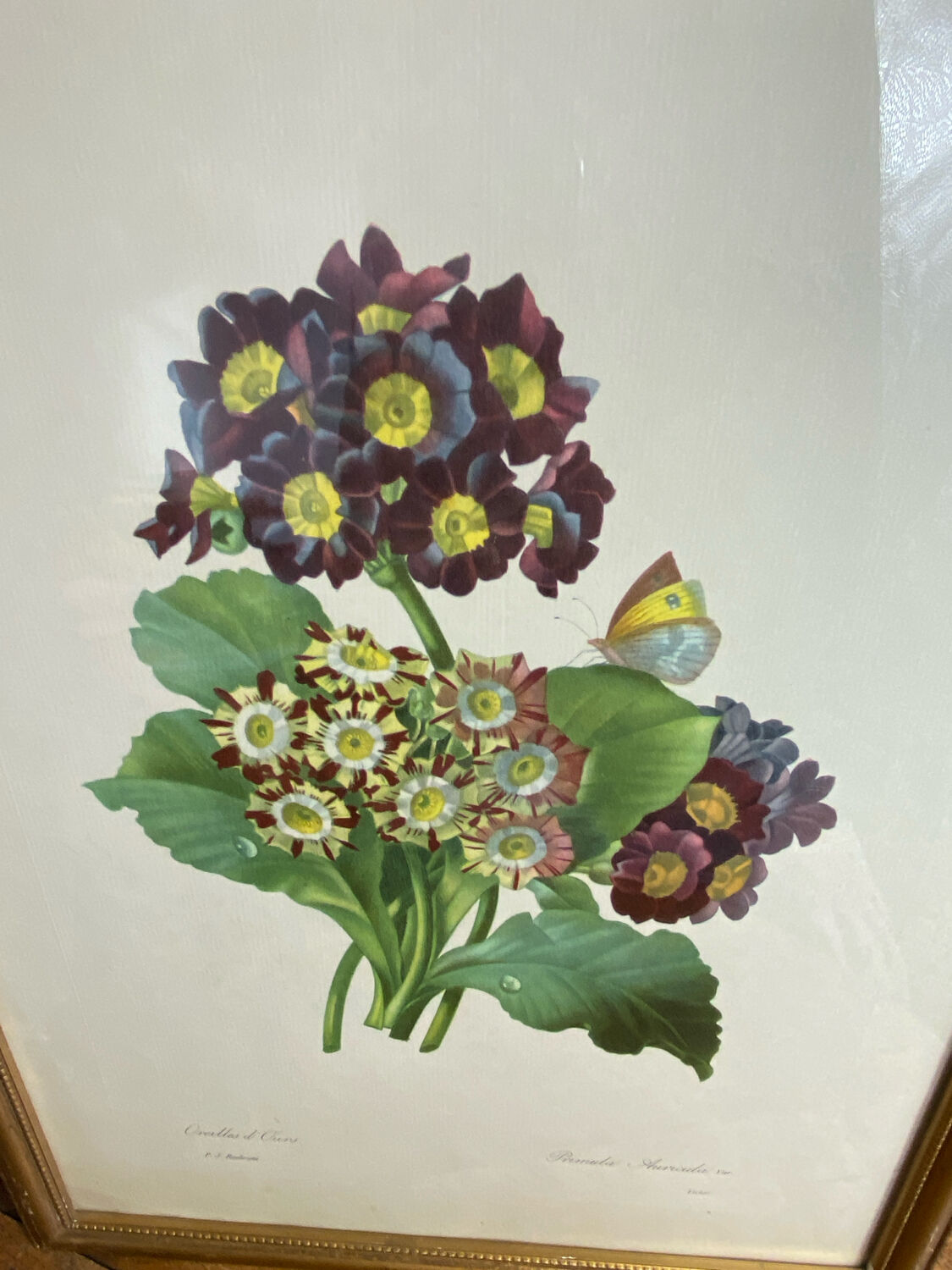 Botanical print, P-J Redouté, Bear's Ears