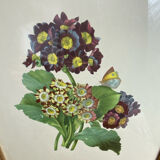 Botanical print, P-J Redouté, Bear's Ears