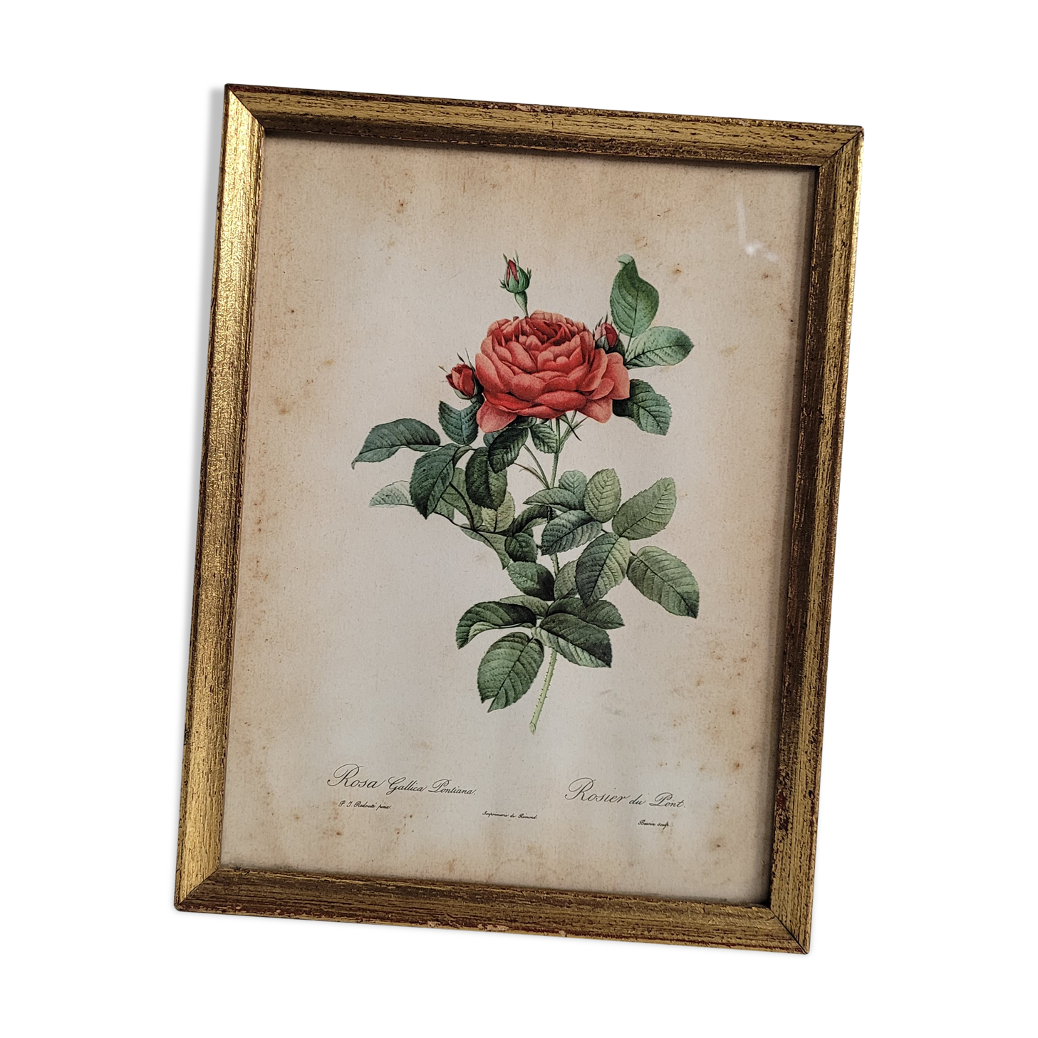 Litho rose of Pont P
