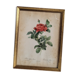 Litho rose of Pont P