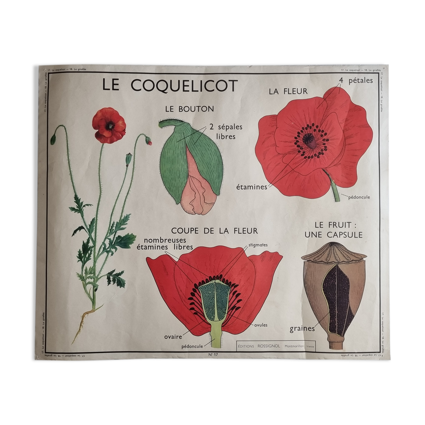 Double-sided educational poster Le Coquelicot - La Giroflée, Rossignol, 60s