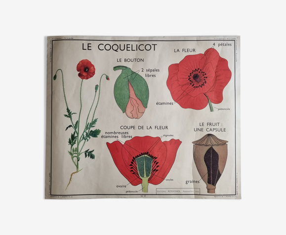Affiche pédagogique double face Le Coquelicot - La Giroflée, Rossignol, années 60