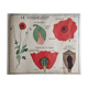 Double-sided educational poster Le Coquelicot - La Giroflée, Rossignol, 60s