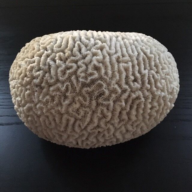 White coral