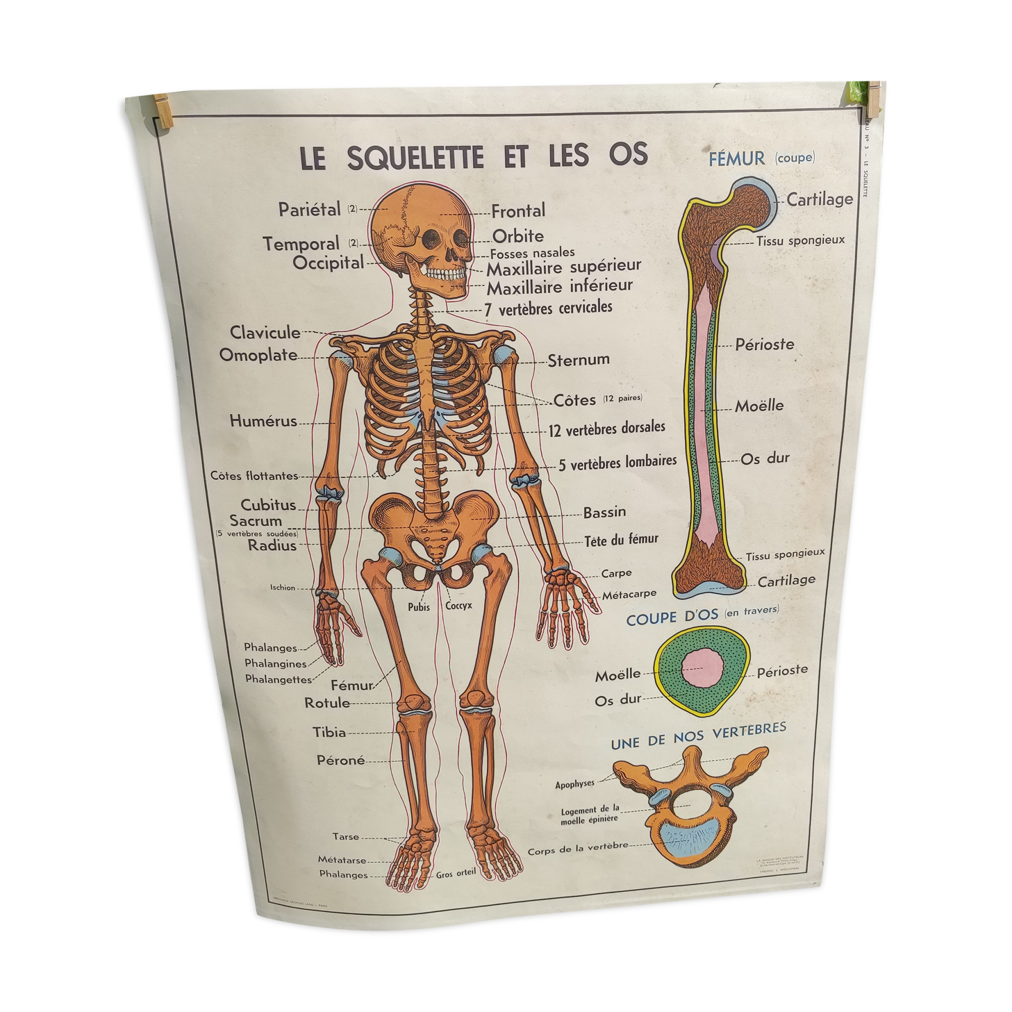 Educational poster on the skeleton and joints