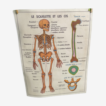 Educational poster on the skeleton and joints
