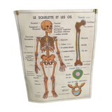 Educational poster on the skeleton and joints