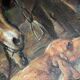Oil on canvas under glass