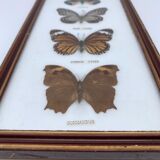 Frame naturalized vintage butterflies