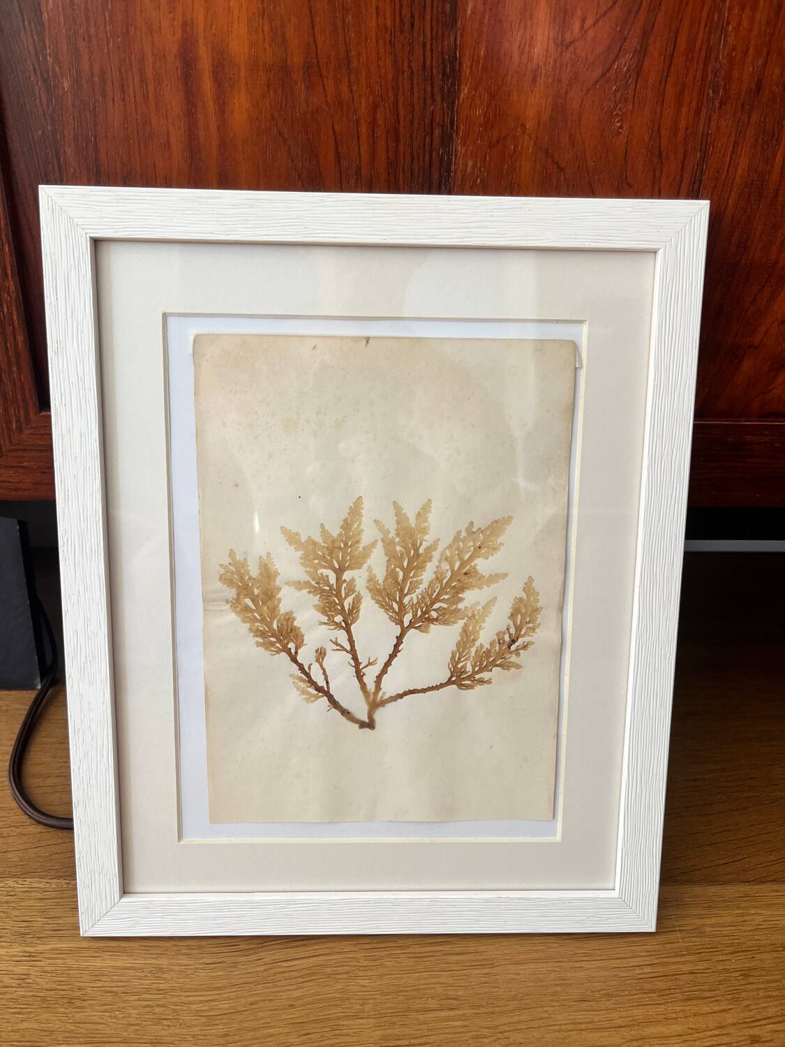 Alguier Marine Herbarium Algae cabinet of curiosities antique natural history