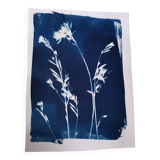Cyanotype bleu vintage fleurs gaura