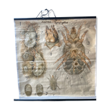Pfurtscheller zoological map poster