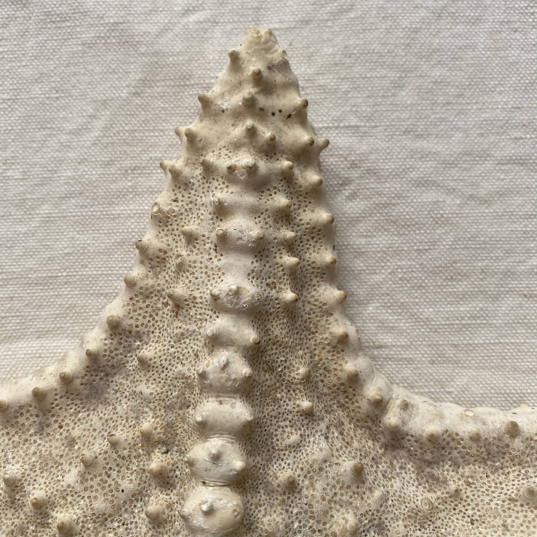 Large natural knotted starfish