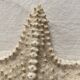 Large natural knotted starfish