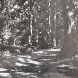 Anonymous film photo forest circa 1970