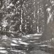 Anonymous film photo forest circa 1970