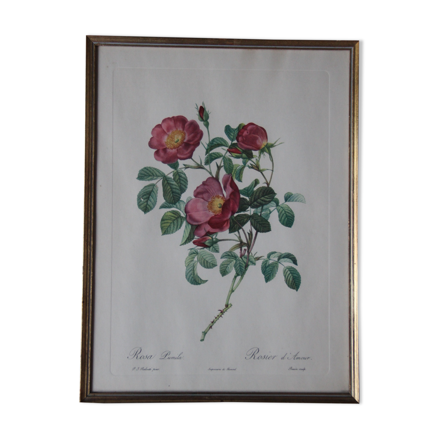 Framed engraving by PJ Redouté