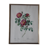 Framed engraving by PJ Redouté