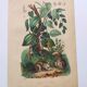 Antique plate from 1839 - Pepper tree - Botanical engraving hand-colored from nature