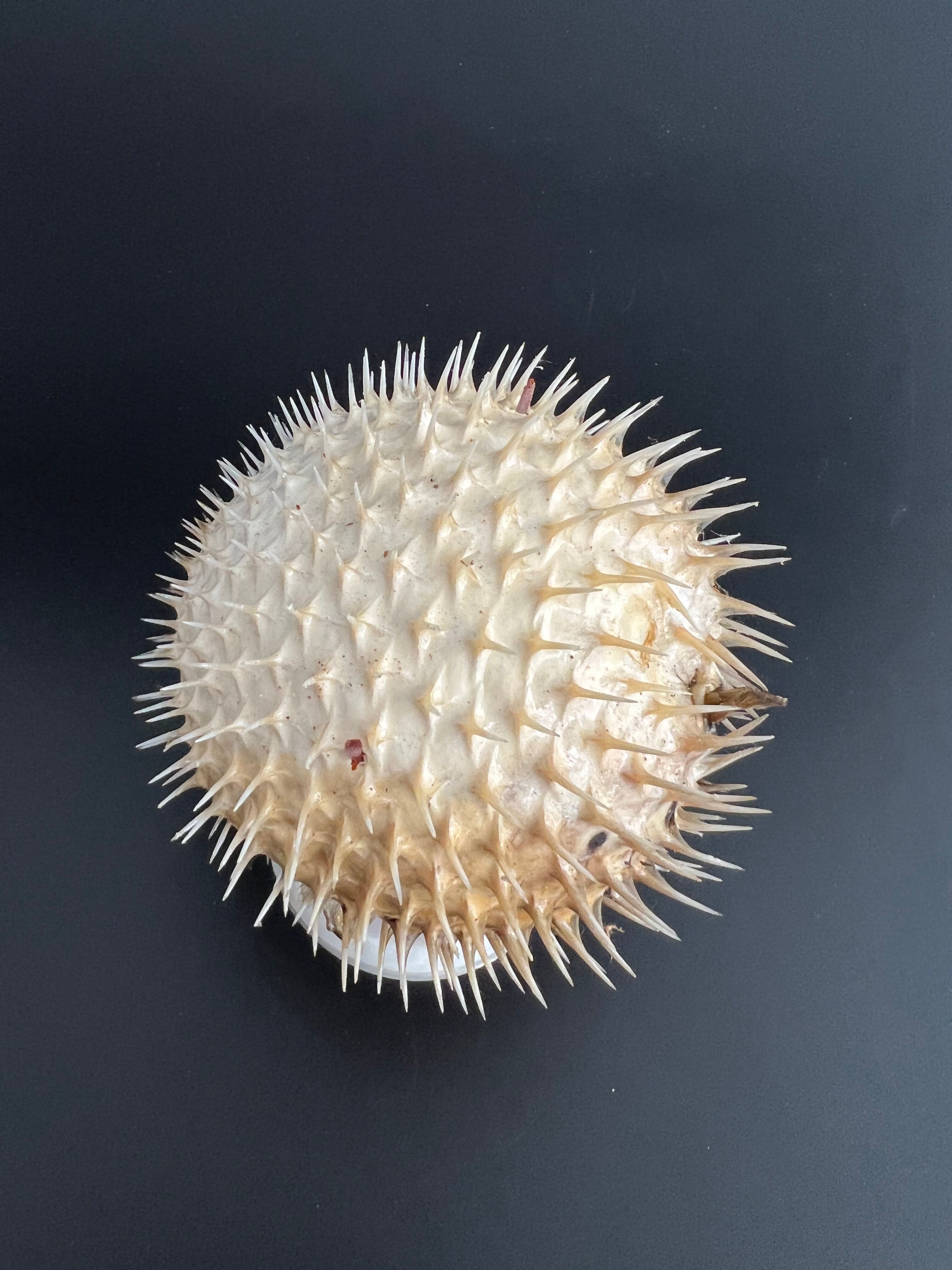 Naturalized diodon fish