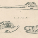 Antique engraving on reptiles: showing various crocodiles, Pl 2, 1828