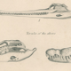 Antique engraving on reptiles: showing various crocodiles, Pl 2, 1828