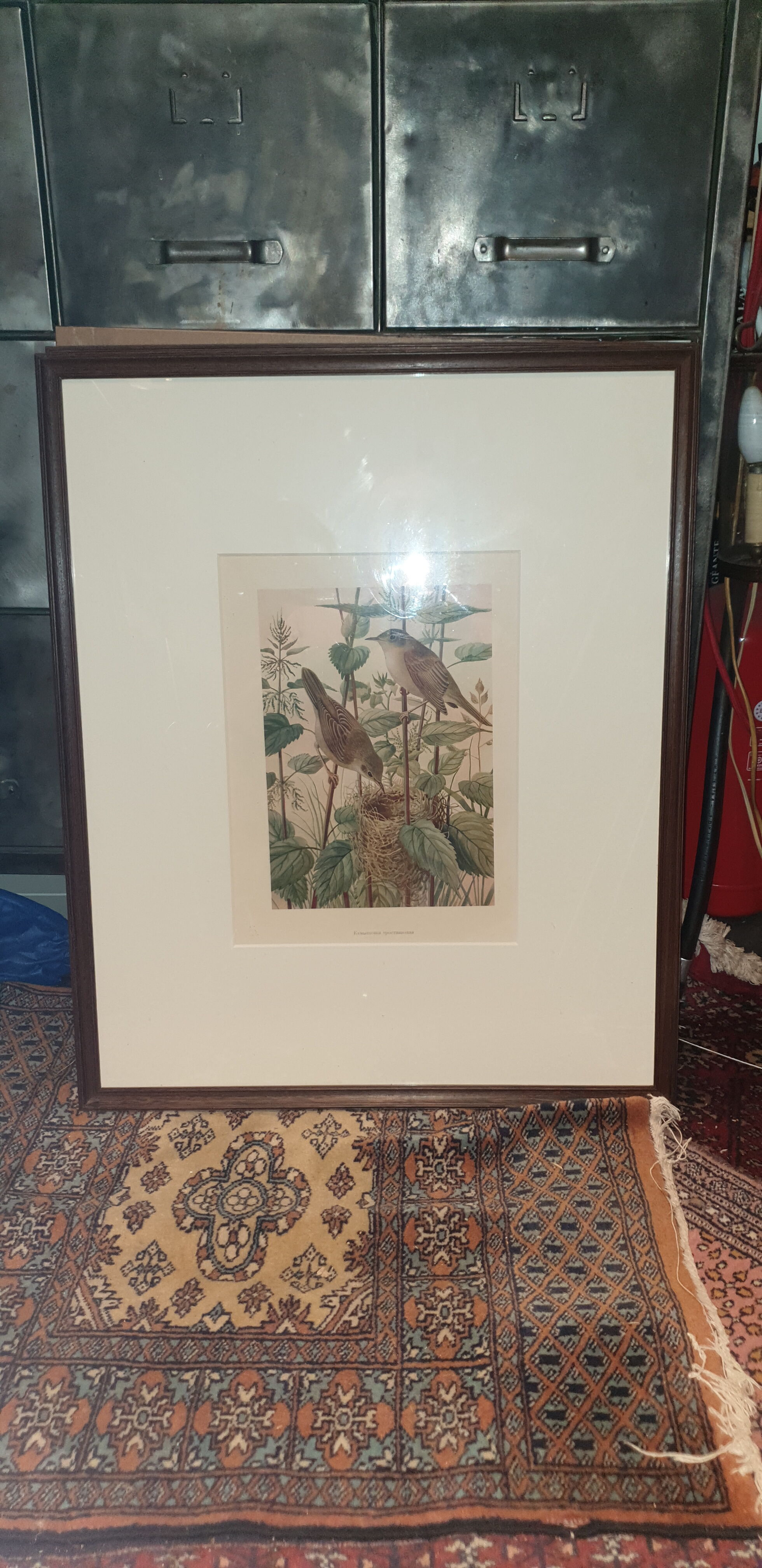 Ornithological engraving