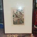 Ornithological engraving