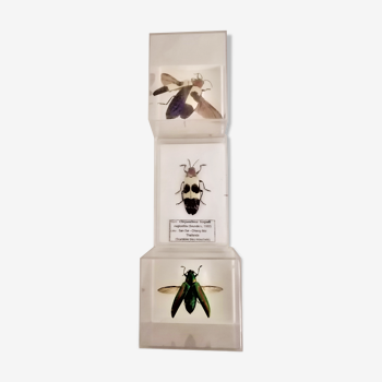 Set of 3 naturalized chrysochroas, entomology, curiosity, taxidermy