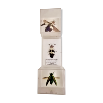 Set of 3 naturalized chrysochroas, entomology, curiosity, taxidermy