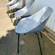 Four chairs 1953 Tonneau model design by Pierre Guariche Co.