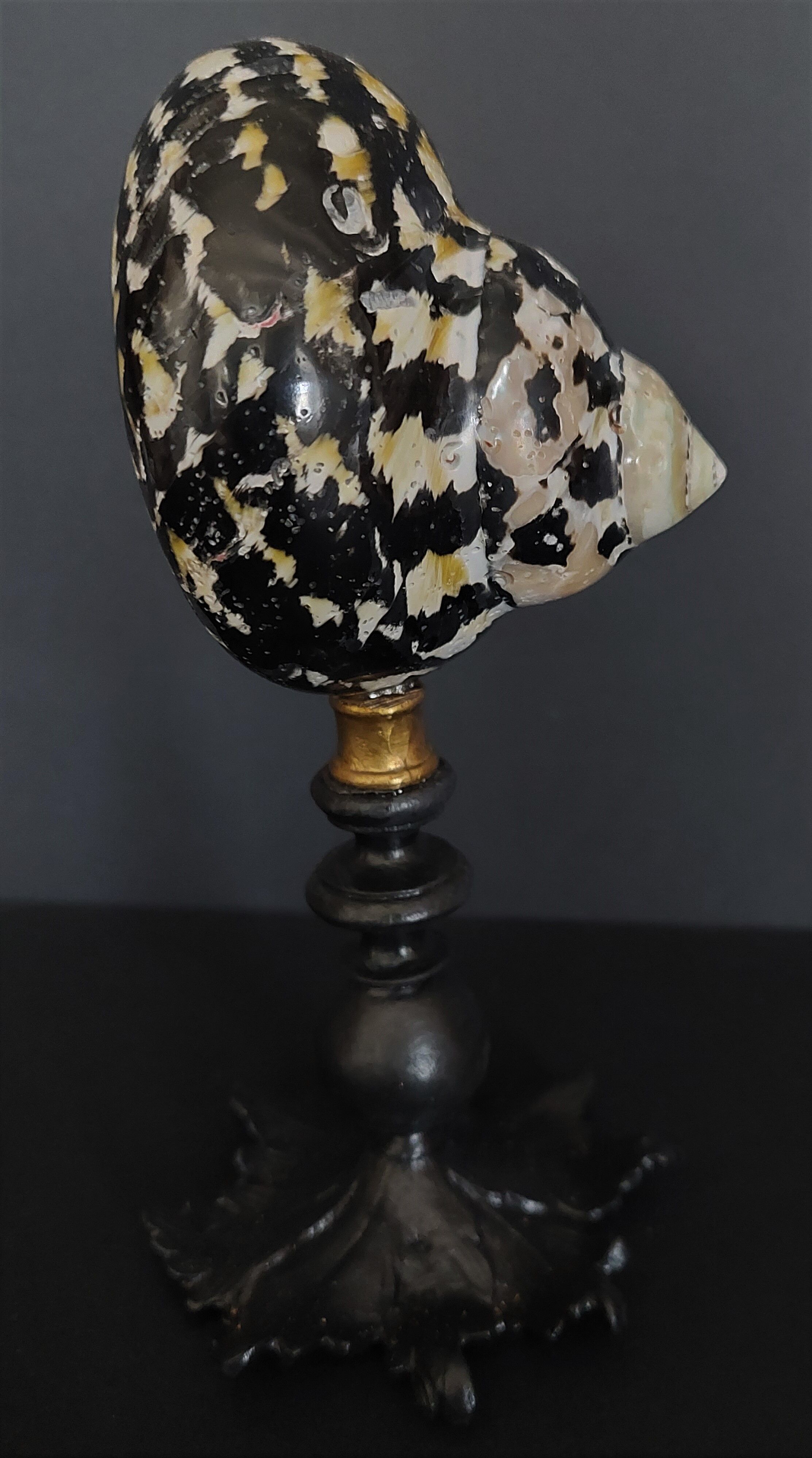 Cabinet of Curiosities shell cittarium pica on base