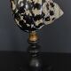 Cabinet of Curiosities shell cittarium pica on base