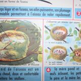 Old school poster mdi the primrose, the bird and its nest 35 and 36